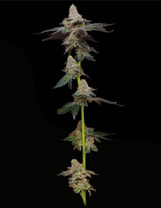 Biscotti (Mavericks Genetics) 🍪 Saveur biscuit