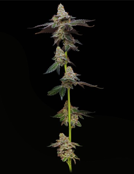 Biscotti (Mavericks Genetics) 🍪 Saveur biscuit