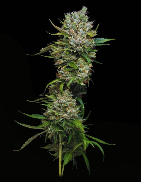 Permanent Marker (Mavericks Genetics) 🖊️ Arôme puissant