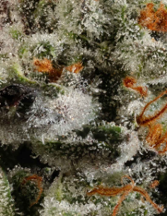 Permanent Marker (Mavericks Genetics) 🖊️ Arôme puissant 2