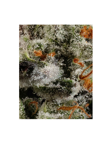 Permanent Marker (Mavericks Genetics) 🖊️ Arôme puissant