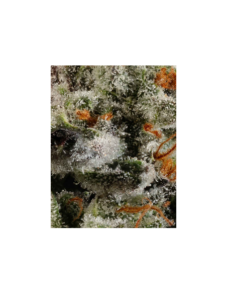 Permanent Marker (Mavericks Genetics) 🖊️ Arôme puissant