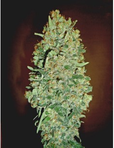 Auto Chocolate Skunk