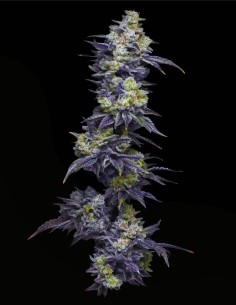 Twix Milkshake (Mavericks Genetics)🥤Puissance crémeuse
