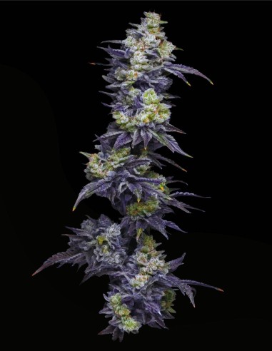 Twix Milkshake (Mavericks Genetics)🥤Puissance crémeuse