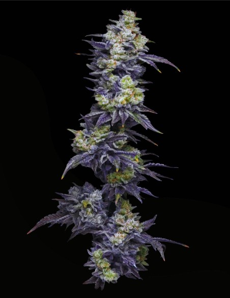 Twix Milkshake (Mavericks Genetics)🥤Puissance crémeuse