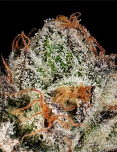 Twix Milkshake (Mavericks Genetics)🥤Puissance crémeuse 2