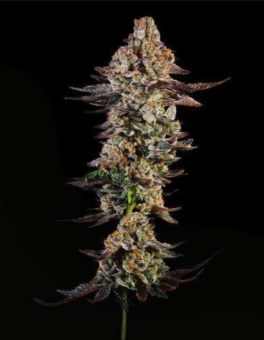 Citronella Sunrize Auto (Mavericks Genetics) 🍋 Tropical