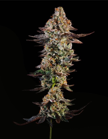 Citronella Sunrize Auto (Mavericks Genetics) 🍋 Tropical