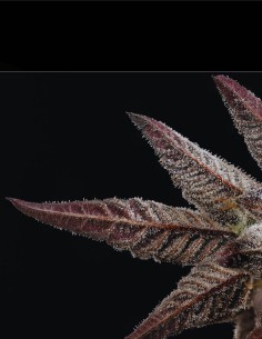 Citronella Sunrize Auto (Mavericks Genetics) 🍋 Tropical 2