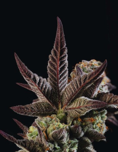 Citronella Sunrize Auto (Mavericks Genetics) 🍋 Tropical