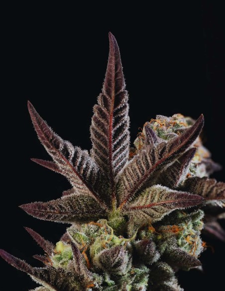 Citronella Sunrize Auto (Mavericks Genetics) 🍋 Tropical