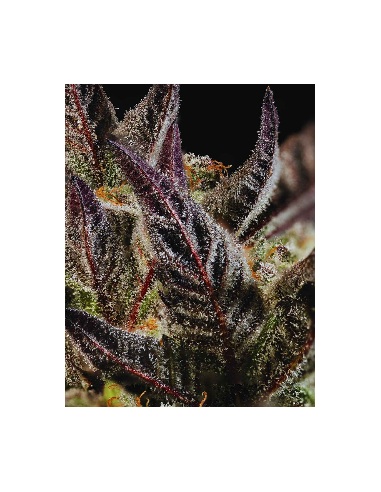 Citronella Sunrize Auto (Mavericks Genetics) 🍋 Tropical