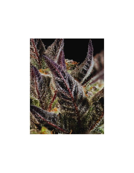 Citronella Sunrize Auto (Mavericks Genetics) 🍋 Tropical