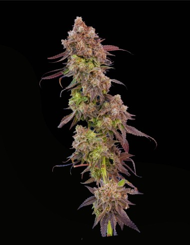 Gas Face Auto (Mavericks Genetics) 🎨 Potenza e colore