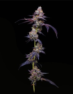 Thin Mint Auto (Mavericks Genetics) 🍃 Sapore alla Menta