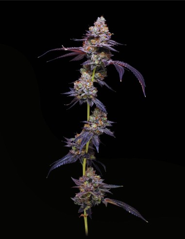 Thin Mint Auto (Mavericks Genetics) 🍃 Sapore alla Menta