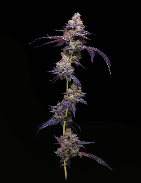 Thin Mint Auto (Mavericks Genetics) 🍃 Sapore alla Menta