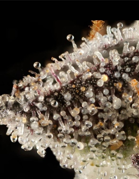 Thin Mint Auto (Mavericks Genetics) 🍃 Sapore alla Menta