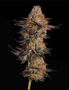 Cookies Gelato Auto (Mavericks Genetics) 🍪 Vaniglia Dolce