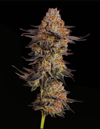 Cookies Gelato Auto (Mavericks Genetics) 🍪 Vaniglia Dolce