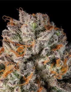 Cookies Gelato Auto (Mavericks Genetics) 🍪 Vaniglia Dolce 2