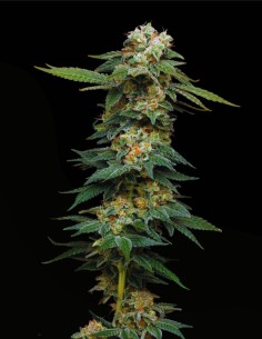 Black Magic Auto (Mavericks Genetics) 🌑 Dark Bud Autoflower