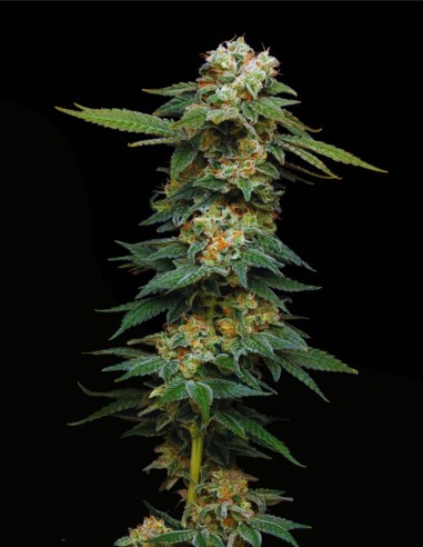 Black Magic Auto (Mavericks Genetics) 🌑 Dark Bud Autoflower