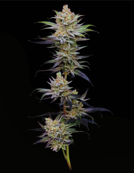 Lime Spritzer Auto (Mavericks Genetics) 🌴 Aroma Tropicale
