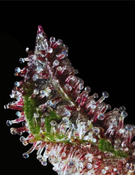 Lime Spritzer Auto (Mavericks Genetics) 🌴 Aroma Tropicale