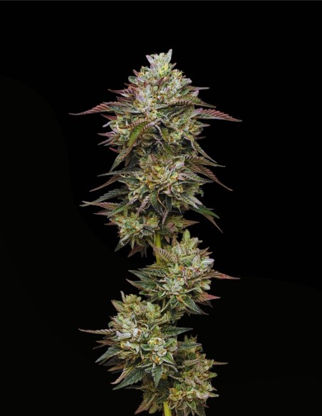 Kiwi X Cookie Dog Auto (Mavericks Genetics) 🥝 Potente