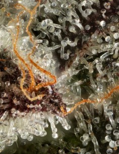 Kiwi X Cookie Dog Auto (Mavericks Genetics) 🥝 Potente 2