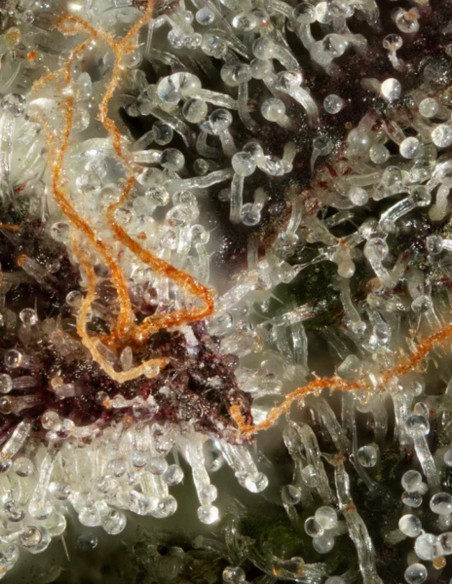 Kiwi X Cookie Dog Auto (Mavericks Genetics) 🥝 Potente