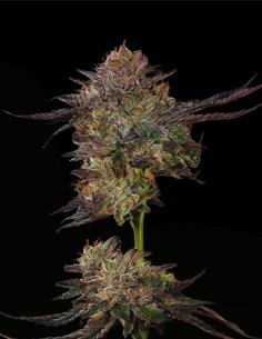 Watermelon (Mavericks Genetics) 🍉 Sapore Gas Dolce