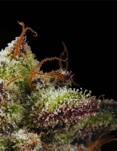 Watermelon (Mavericks Genetics) 🍉 Sapore Gas Dolce 2