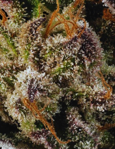 Watermelon (Mavericks Genetics) 🍉 Sapore Gas Dolce