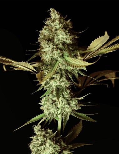 Apple Cru (Grand Cru Genetics) 🍎 Fruchtige Terpene