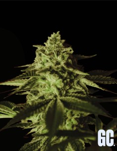 Banana Stones (Grand Cru Genetics) 🍌 Süße Bananenpower