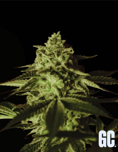 Banana Stones (Grand Cru Genetics) 🍌 Süße Bananenpower