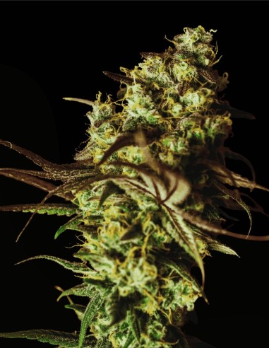 Berry Bliss (Grand Cru Genetics) 🍓 Fruchtige Samen