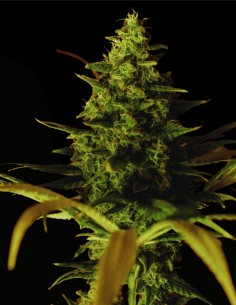 Cindy Rose (Grand Cru Genetics) 🌹 Farbenfrohe Harzpower