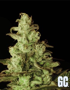 Iced Apples (Grand Cru Genetics) 🍏 Cremige Gas-Power