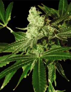 Iced Apples (Grand Cru Genetics) 🍏 Cremige Gas-Power 2