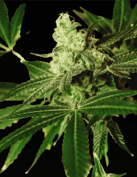 Iced Apples (Grand Cru Genetics) 🍏 Cremige Gas-Power