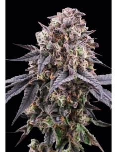 Mangozteen (Perfect Tree) 🥭 Terpeni fruttati esotici