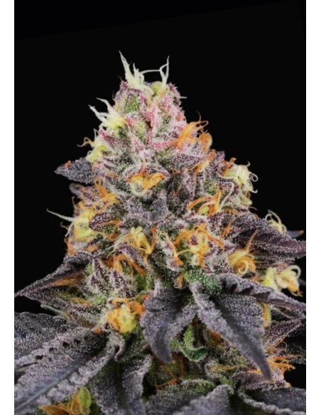 Savage Cherries (Perfect Tree) 🍒 Semi femminizzati