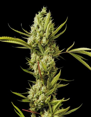 AK 47 Auto (Bulk Legacy) 🌼 Potencia old school rápida