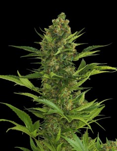 Amnesia XXL Auto (Bulk Legacy) 🍋 Clásico Haze Cítrico