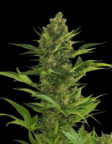 Amnesia XXL Auto (Bulk Legacy) 🍋 Classique Haze Agrumes