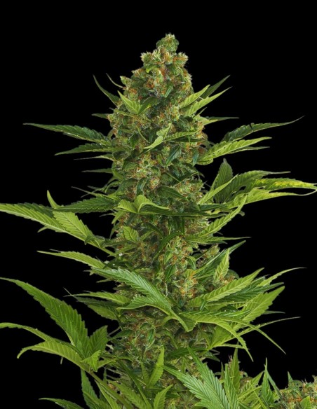 Amnesia XXL Auto (Bulk Legacy) 🍋 Classique Haze Agrumes